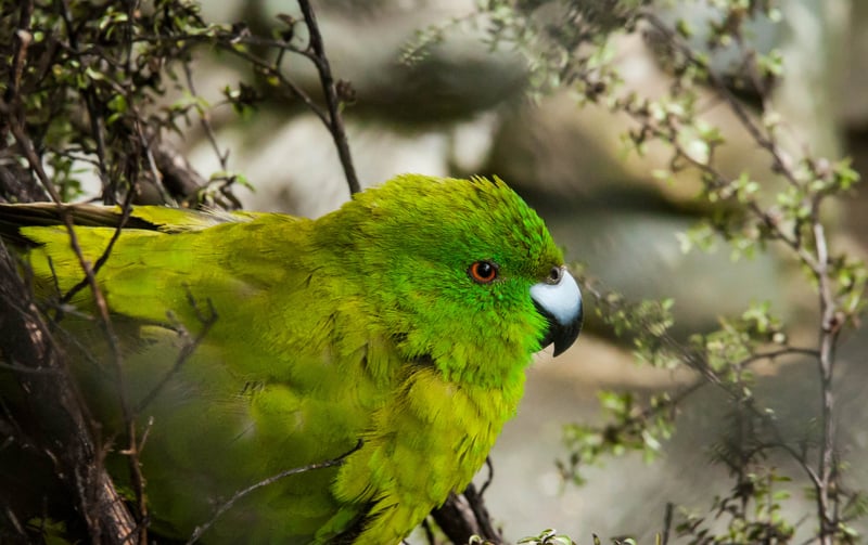 Antipodes Island Kakariki