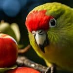 Kakariki eating apple