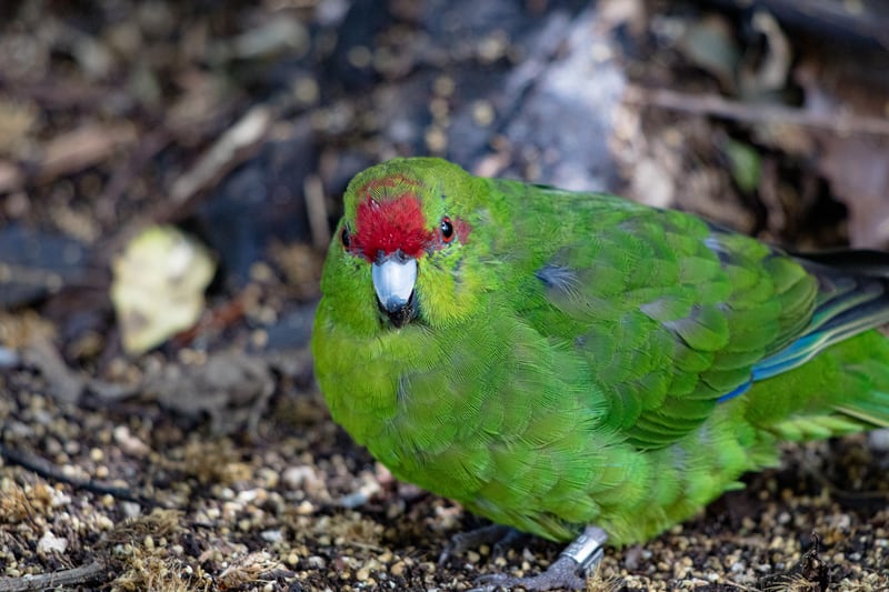 Red-Crowned Kakariki