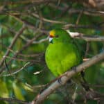 Kakariki Yellow: A Guide to the Colourful Parrot Species