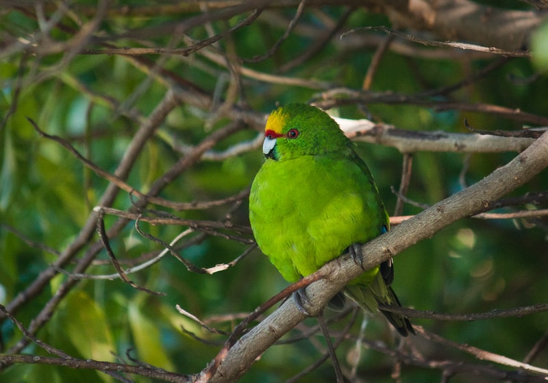 Yellow-Crowned Kakariki