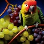 can kakarikis eat grapes