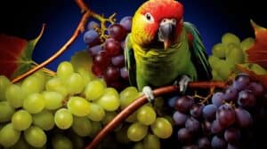 can kakarikis eat grapes