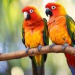 can conures and kakarikis live together