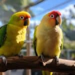 can kakarikis and budgies live together